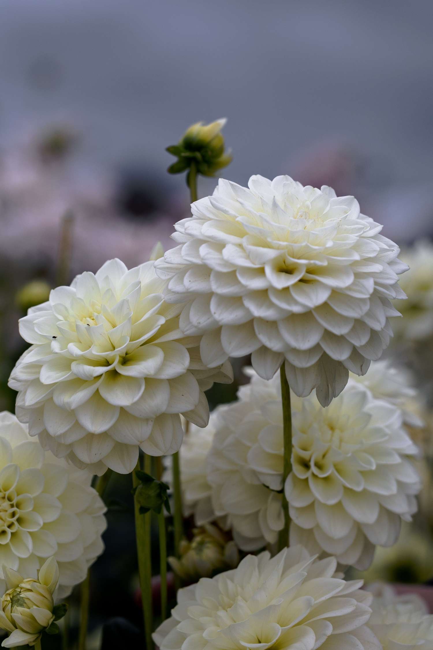 Dahlie 'Caramel Antique'